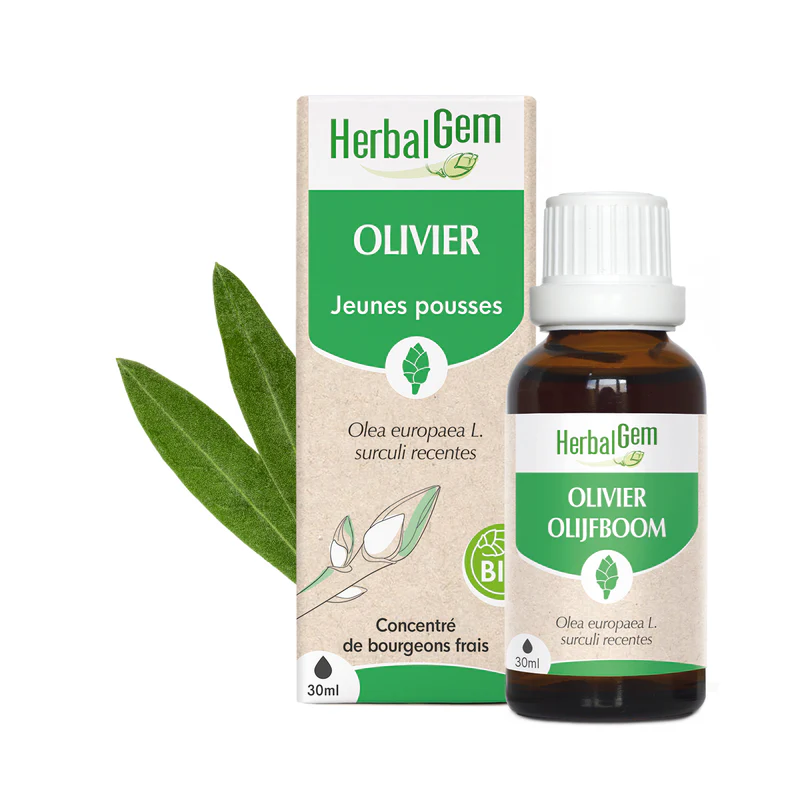 Concentré de bourgeons Olivier bio - HerbalGem
