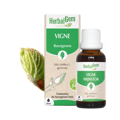 Concentré de bourgeons Vigne bio - HerbalGem