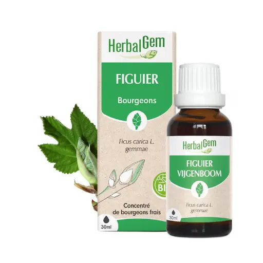 Concentré de bourgeons Figuier bio - HerbalGem
